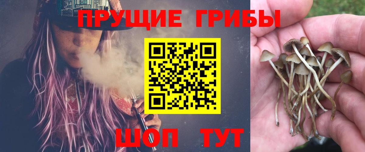 Кинель  Псилоцибиновые грибы Magic Shrooms  Вход с VPN  Псилоцибиновые грибы Psilocybine cubensis 